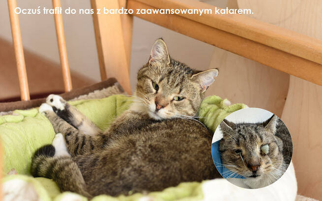 Oto galeria zdjęć kotów, które w ostatnim czasie wyleczyła Fundacja KOT. To tylko drobny wycinek działalności fundacji - ratuje bezdomne mruczki od blisko