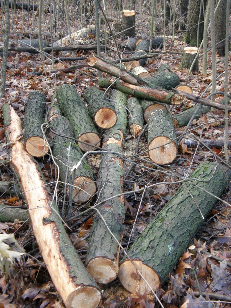 Wycięte drzewa w Lesie Borkowskim