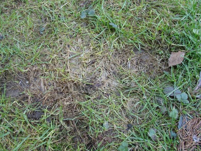 Pleśń śniegowa rozwija się zimą. Na trawniku pojawiają się placki pożółkłej, jakby nadgniłej trawy, które z czasem brunatnieją.