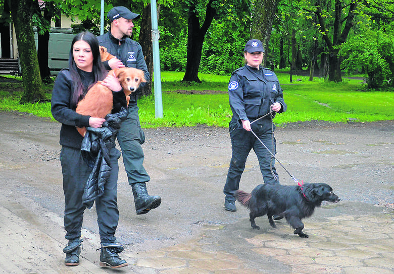 Inspektorzy OTOZ Animals z Tarnowa z ciemnej piwnicy wyciągnęli trzy psy. Były brudne i wygłodniałe