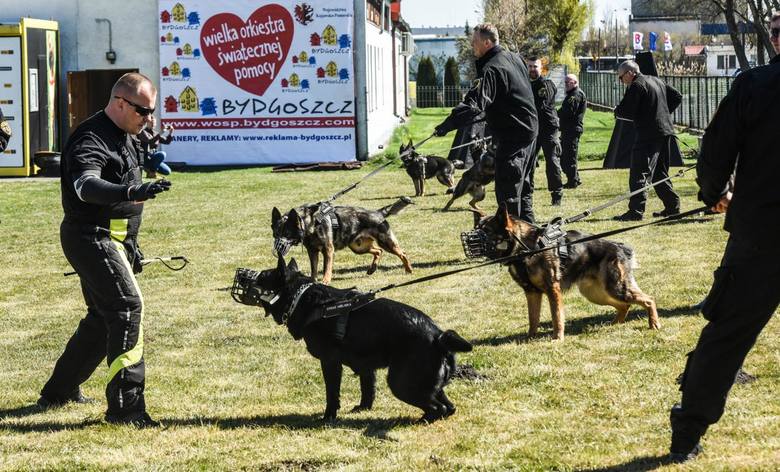 Udział w pokazach szkolenia psów, które pracują z bydgoskimi strażnikami miejskimi, można było wylicytować na aukcji WOŚP