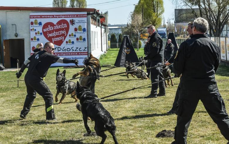 Udział w pokazach szkolenia psów, które pracują z bydgoskimi strażnikami miejskimi, można było wylicytować na aukcji WOŚP
