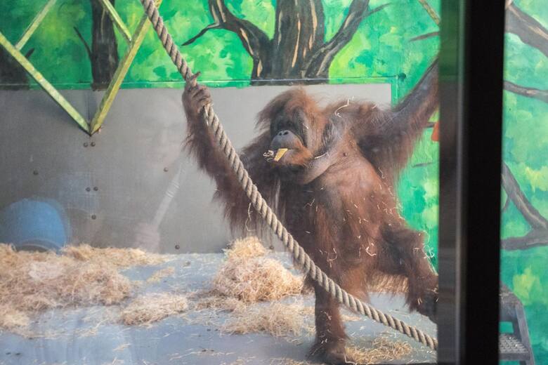 Orangutan bezlitosny dla oposa w australijskim zoo.
