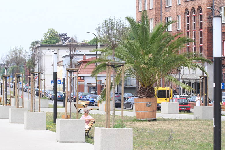 Palmy w Gliwicach i Katowicach