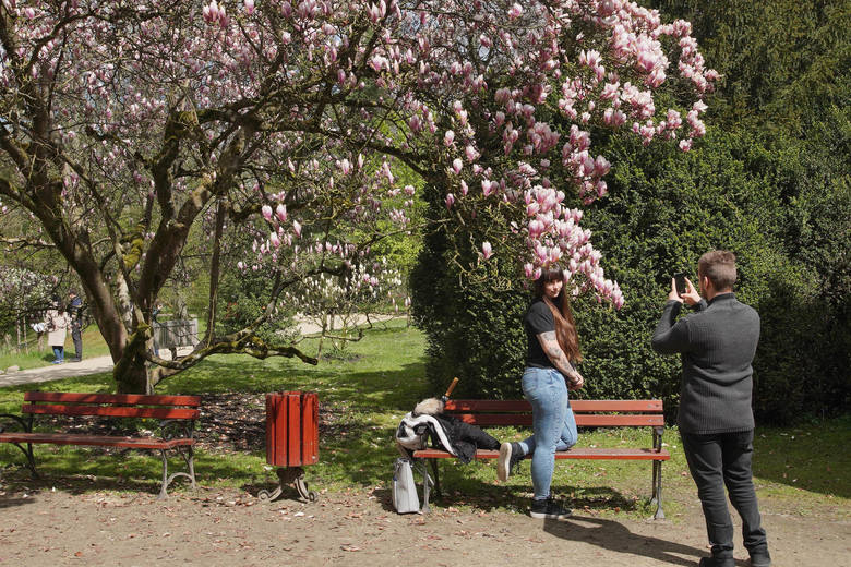 Arboretum w Kórniku słynie ze swoich 170-letnich, pięknych magnolii. Zwykle kwitną one jeszcze w kwietniu, jednak w tym roku ze względu na chłodną wiosnę kwiaty dopiero dochodzą do pełni kwitnienia. Część kwiatów wciąż jest w pąkach. To wyjątkowe miejsce można odwiedzać codziennie od godz. 10.00...