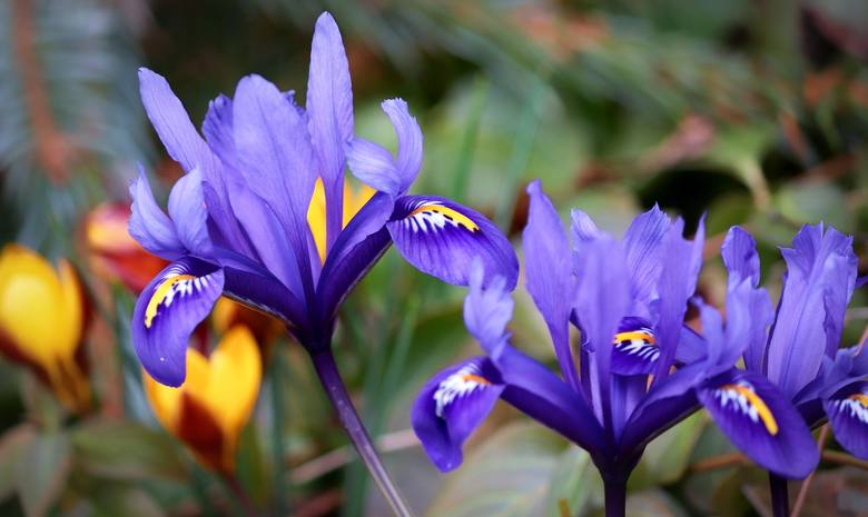 To cebulowe kwiaty, które od kilku sezonów podbijają nasze balkony (i ogrody). Ich kwiaty przypominają nieco bardziej popularne irysy bródkowe, ale mają zdecydowanie smuklejsze płatki, są też znacznie niższe od nich. Najczęściej kwitną na różne odcienie niebieskiego (od jasnego po granat) oraz na...