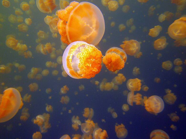 Meduzy w Jellyfish Lake