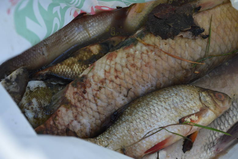 Żary.Wędkarze wyłowili już kilogramy śniętych ryb  na kunickim stawie!