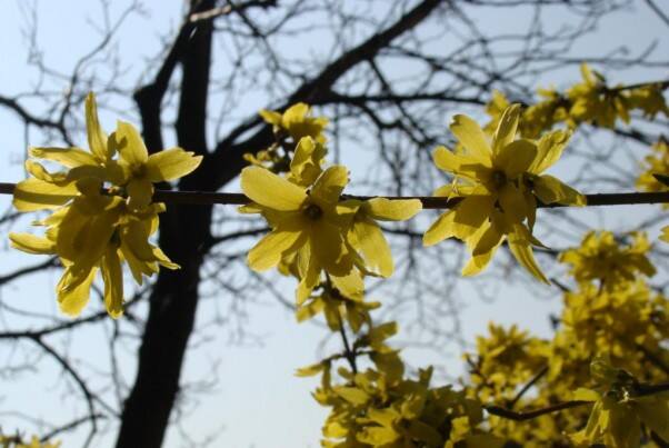 Forsycja wiosną obsypuje się żółtymi kwiatami. Jest łatwa w uprawie i nadaje się m.in. na żywopłoty.