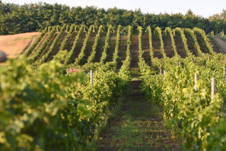 Winnica w województwie lubuskim. Producent wina, który wyrabia wino lub moszcz winogronowy z winogron pozyskanych z upraw winorośli położonych na terytorium