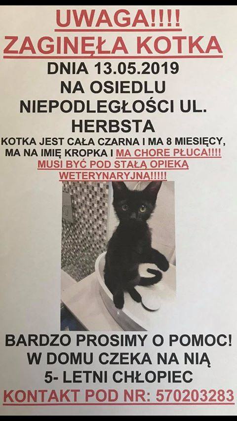 W okolicach ul. Herbsta w Słupsku zaginęła czarna kotka 