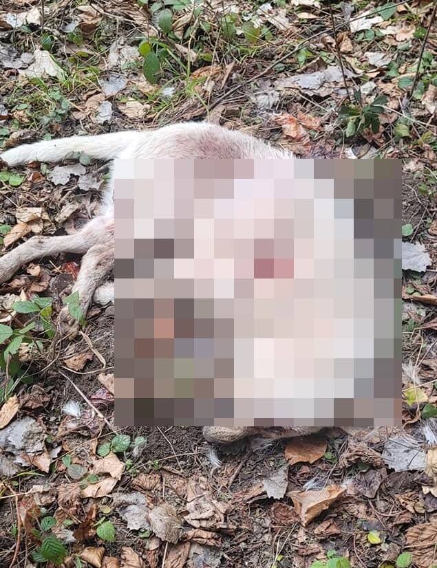 Ciała psa leżało w lesie w Ptaszkowej
