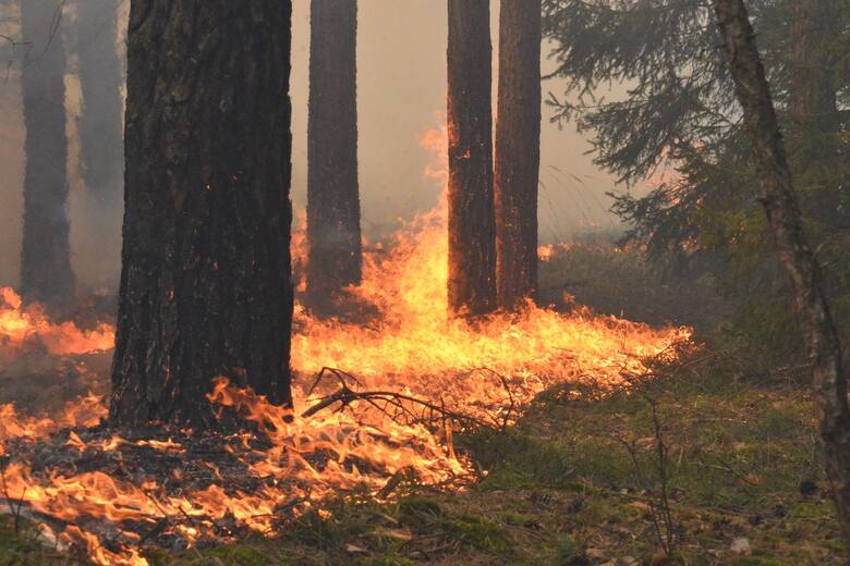 Siedem na dziesięć pożarów lasów powstaje w wyniku celowych podpaleń.