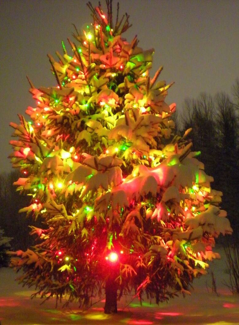 Udekorowanie choinki światełkami to prosty, ale jakże skuteczny zabieg, by wprowadzić świąteczny klimat do ogrodu.