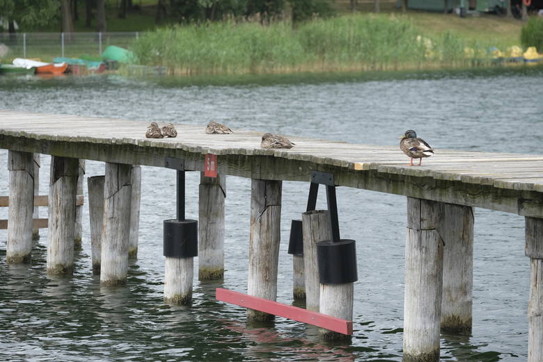 To właśnie rezydujące na pomoście kaczki oskarżane są o zanieczyszczenie wody w Jeziorze Kamionkowskim. Blisko tego miejsca pobierano próbki
