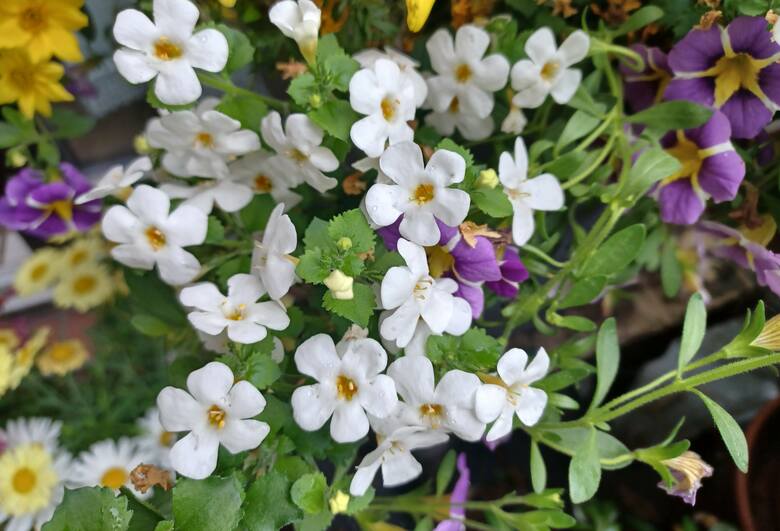 Bakopa to ładna roślina, która tworzy mnóstwo drobnych kwiatów. Świetnie nadaje się do różnych kompozycji.