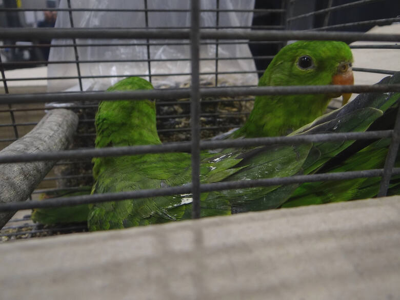 Przemyt dwóch papug czerwonoskrzydłych udaremnili celnicy z przejścia granicznego w Medyce.