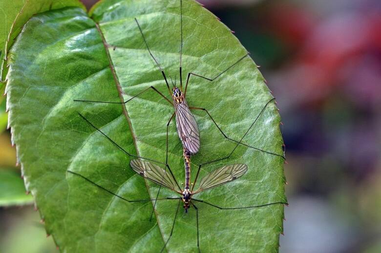 Oczka wodne w ogrodzie to prawdziwa wylęgarnia komarów.