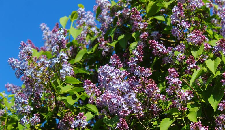 Lilaki (zwane bzami) to jedne z ulubionych pachnących krzewów.