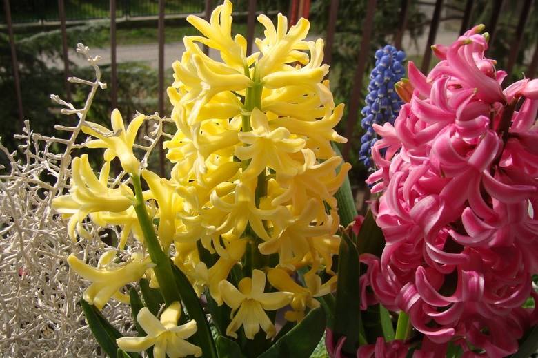 Hiacynty to bardzo okazałe rośliny cebulowe. Ich kwiaty nie są duże, ale są zebrane nawet po kilkadziesiąt na jednej łodydze i tworzą wspaniały kwiatostan. Hiacynty kwitną na biało, żółto, różowo, niebiesko, fioletowo (w różnych odcieniach), a ich kwiaty pięknie i mocno pachną.<br /> <br />...