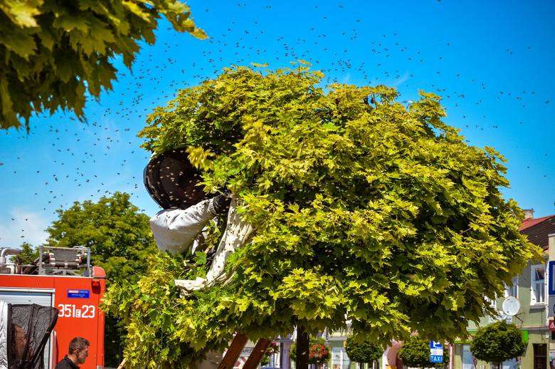 Rój pszczół w centrum Skierniewic