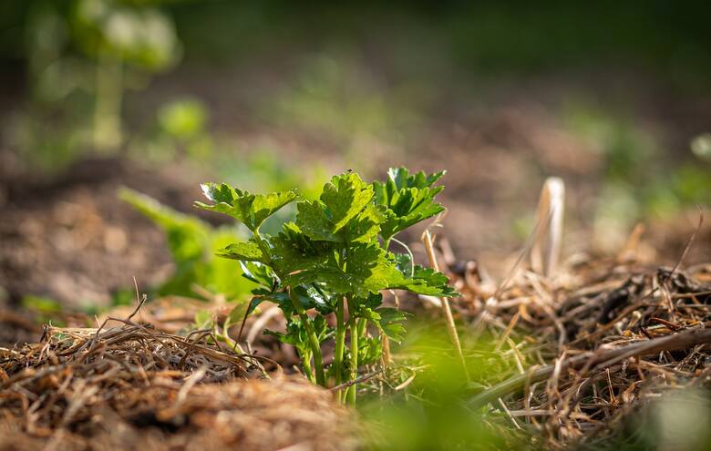Sadzonki selera można kupić w szkółkach ogrodniczych lub wyhodować z nasion. Sadzi się je w rozstawie 25-30 cm x 15 cm na pęczki i 45 cm x 30-40 cm na