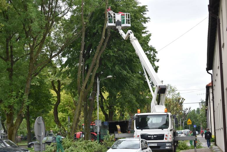 Trwa wycinka drzew związana z przebudową ulic na Pileckiego