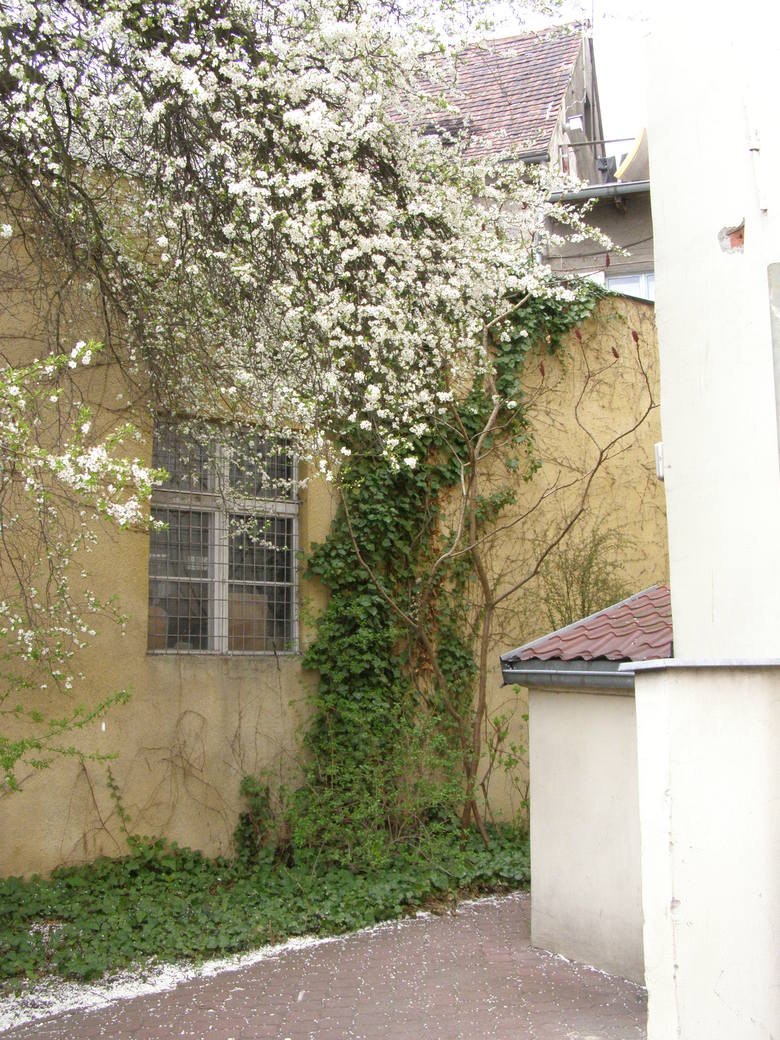 Przydomowe ogródki w Bydgoszczy: urosną klomby albo plomby 