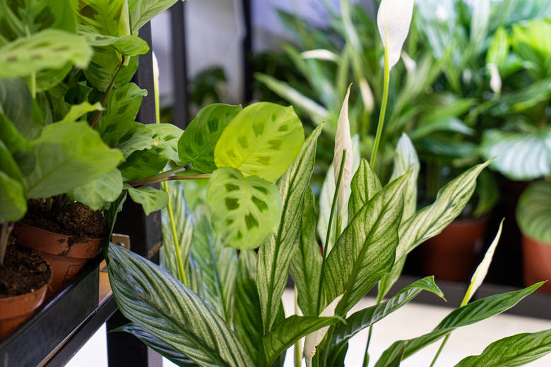 5 sposobów na to, aby Twoje rośliny szybko rosły - poradnik tworzenia domowej dżungli od podstaw