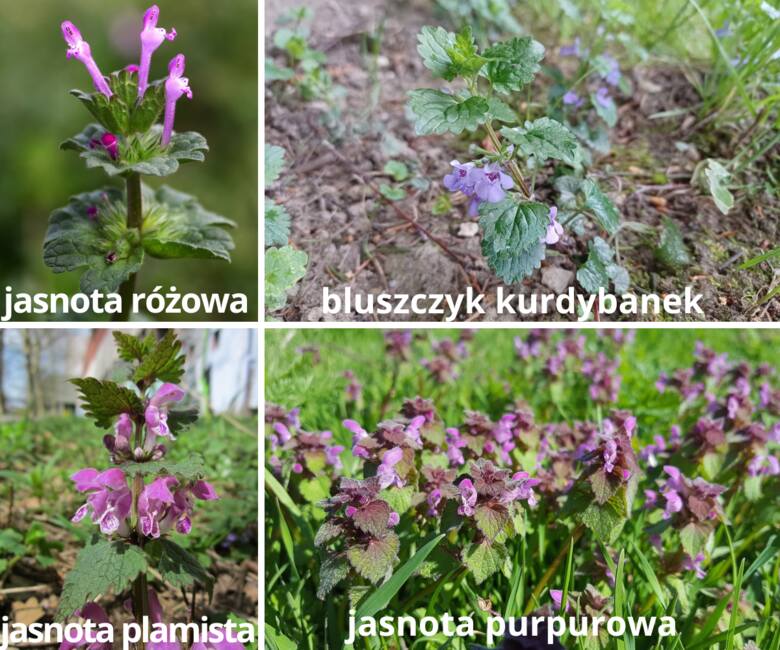 Bluszczyk kurdybanek bywa mylony z jasnotami, w szczególności różową, purpurową i plamistą. Różni się jednak kształtem liści, kwiatów oraz zapachem.