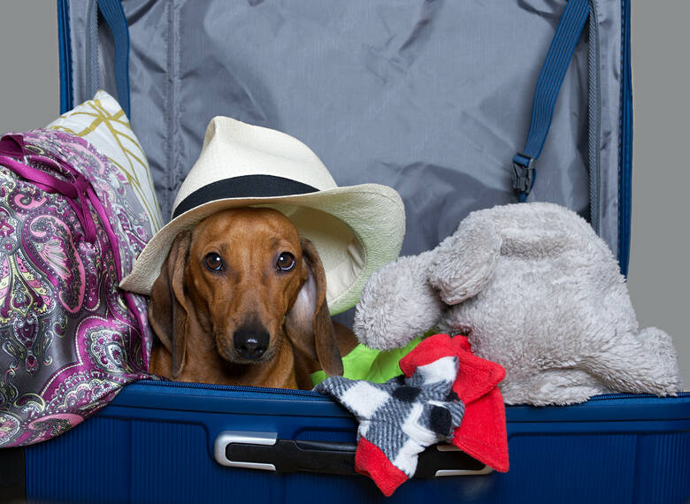pies schowany w walizce 