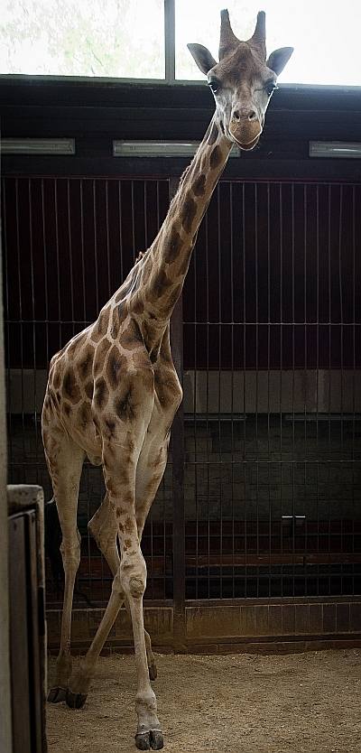 Tofik - ostatnia żyrafa w łódzkim zoo