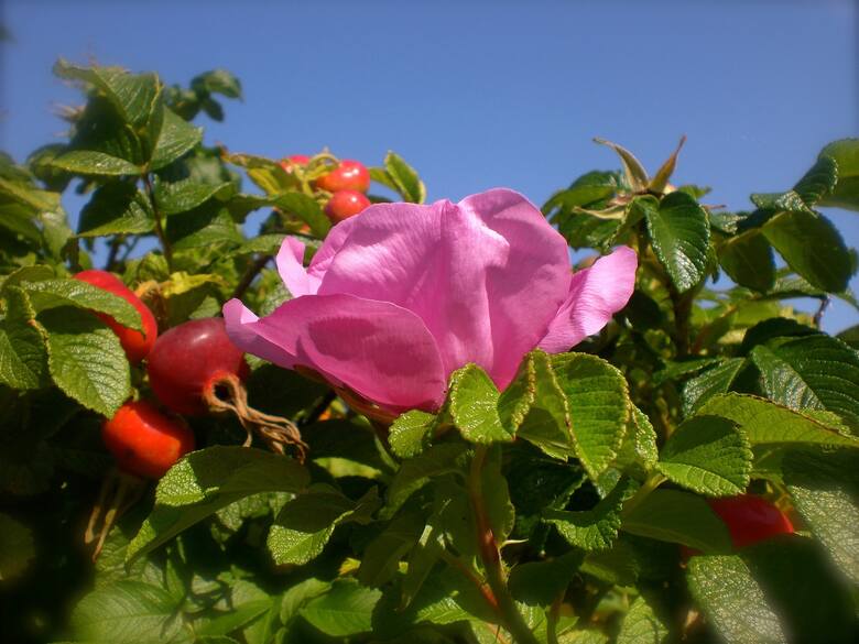 Róża pomarszczona dostarczy płatków na konfitury i owoców na wiele przetworów. A do tego jej krzewy można sadzić jako obronny żywopłot.