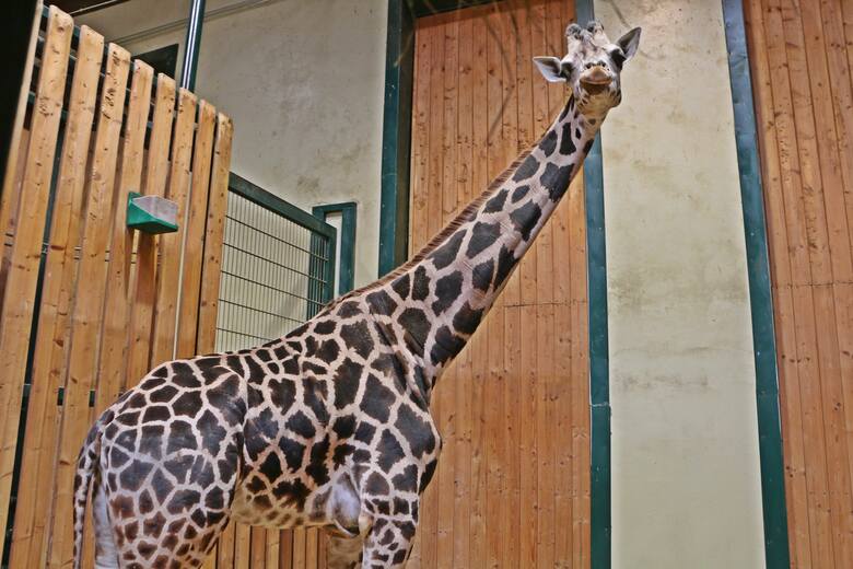Oto nowa mieszkanka gdańskiego zoo – samica żyrafy ugandyjskiej Alia