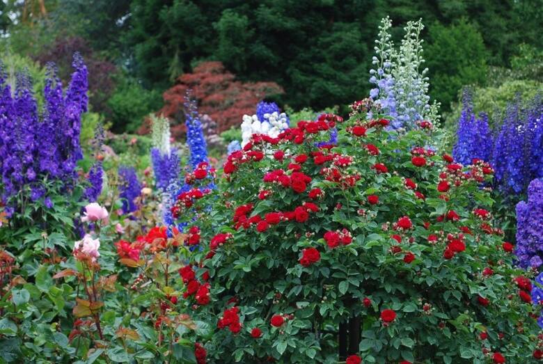 Kwiaty w ogrodzie angielskim powinny wyglądać bujnie i naturalnie.