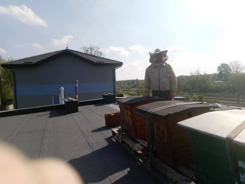 Pszczoły zamieszkały na dachu Gminnej Biblioteki Publicznej w Gomunicach [ZDJĘCIA]