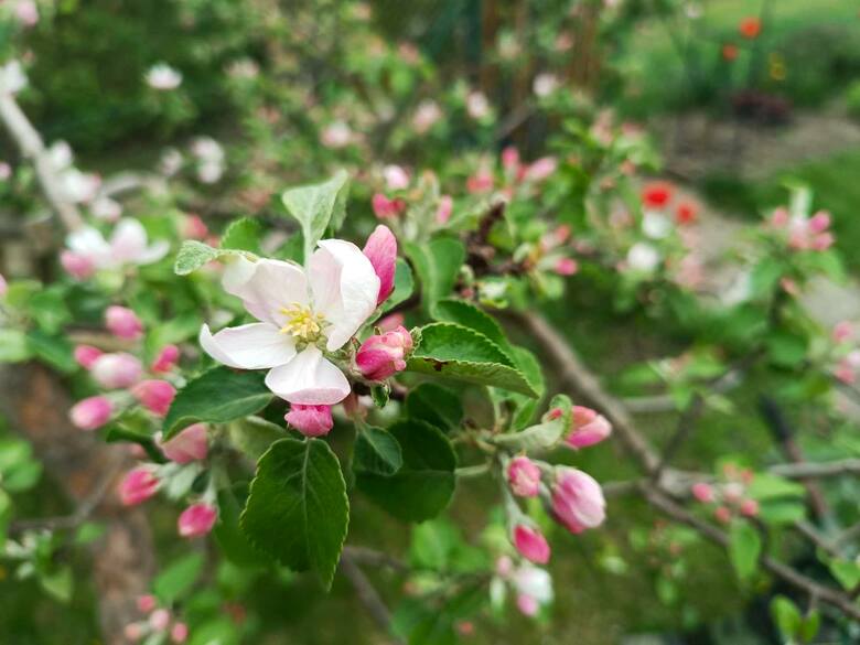 Jabłoń w okolicy Bydgoszczy w weekend 14 kwietnia zaczęła otwierać kwiaty.