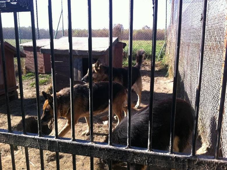Psy zostały odebrane właścicielowi i przebywają obecnie w jednym ze schronisk poza Skierniewicami