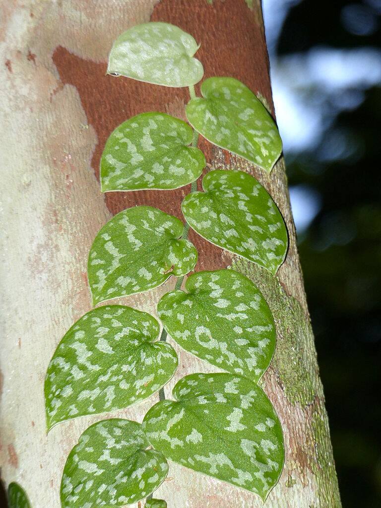 Scindapsus ma ładnie i regularnie rozmieszczone liście. Widać to, kiedy pędy są prowadzone pojedynczo.licencja