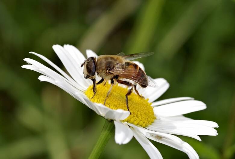 Obecność pszczół w ogrodzie jest bardzo pożądana.