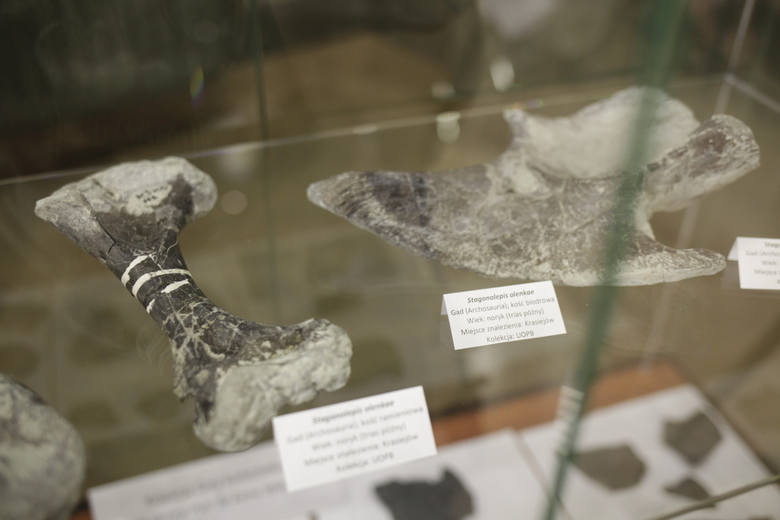 Zęby oraz inne paleontologiczne skarby ziemi opolskiej można oglądać w Muzeum Uniwersytetu Opolskiego (Collegium Maius). 