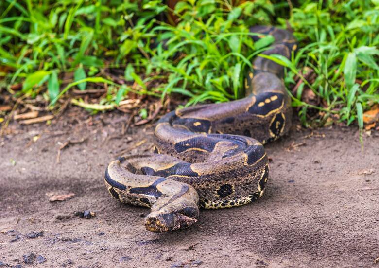 Wąż to częsty zabójca człowieka. Spośród licznych gatunków aż 250 jest tak jadowitych, że potrafi zabić człowieka jednym ukąszeniem. Do najbardziej niebezpiecznych należy kobra królewska i czarna mamba. 