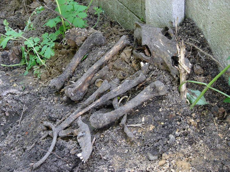 Kości wykopane pod płotem schroniska dla zwierząt Fundacji 