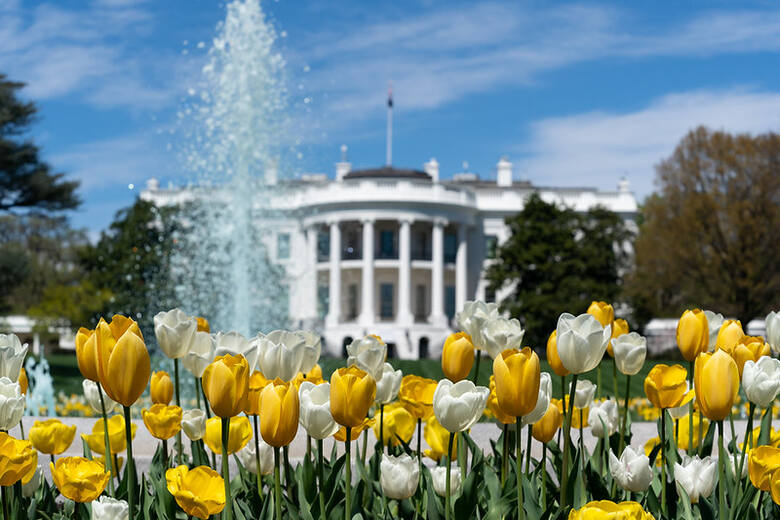 Domena publicznaMorze tulipanów przed Białym Domem.