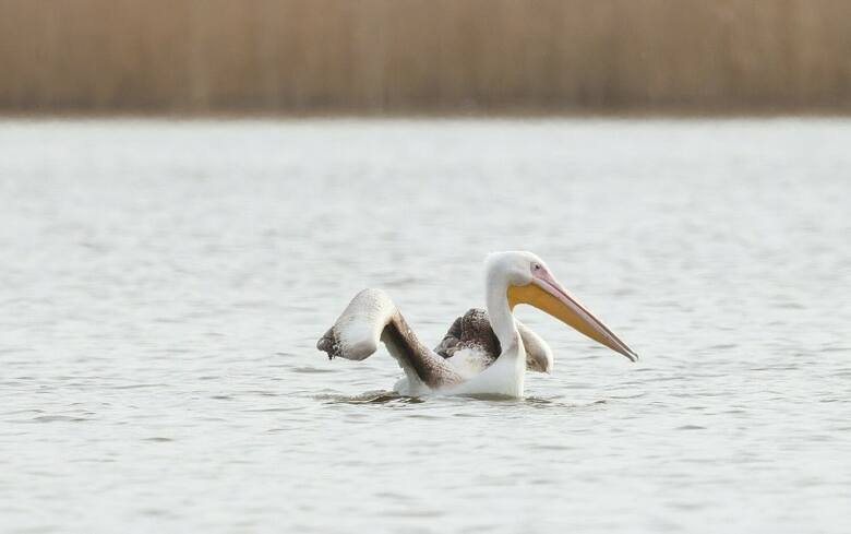 W kwietniu na zatorszczyźnie był inny egzotyczny gość pelikan różowy