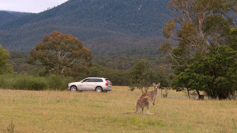 System wykrywania kangurówProwadzone przez Volvo badania dotyczące rozpoznawania kangurów są prowadzone w  australijskim rezerwacie Tidbinbilla w pobliżu