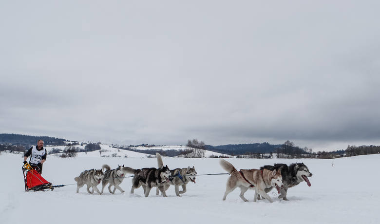 W Lutowiskach psie zaprzęgi pędziły śladami wilka 