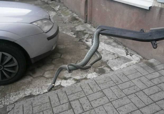 Wąż miał ponad 1,5 metra długości.