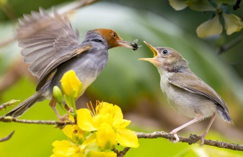 Ptaki należą do naszych podstawowych sprzymierzeńców w walce z owadami.