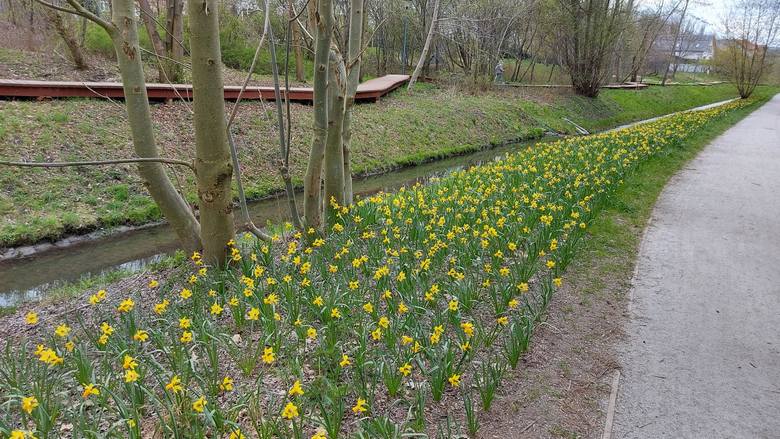Dolina Gęśnika i Wagmostaw w Zielonej Górze wiosną toną w kwiatach, co bardzo cieszy mieszkańców